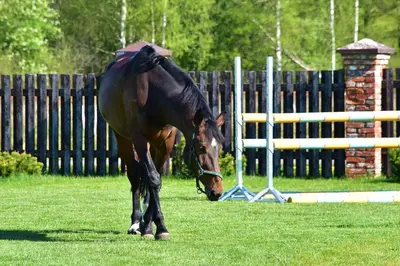 a horse standing in the grass in a field at Skliausčių laisvalaikio centras in Skliausciai