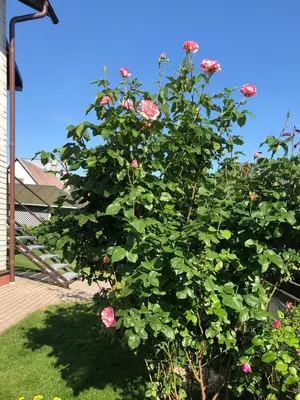 a bush of pink roses in a yard at Arvydo Gylio sodyba in Ignalina