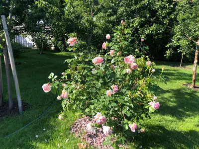 a bush of pink roses in a yard at Arvydo Gylio sodyba in Ignalina