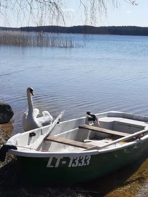 a swan is sitting in a boat on the water at Šeimos namelis - Mindūnų sodyba in Mindūnai
