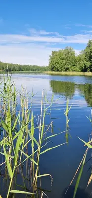 a view of a large lake with some grass at Namukas su ežero pakrante Trakai ,Viesų vila in Salkininkai