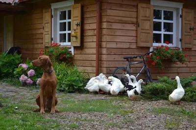 a dog standing in front of ducks in front of a house at Sodyba Širvynė in Užpaliai