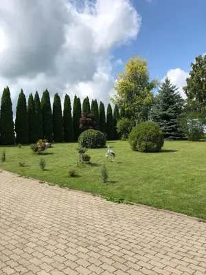 a dog walking in a park with trees and grass at Paukoje Apartamentai in Ignalina