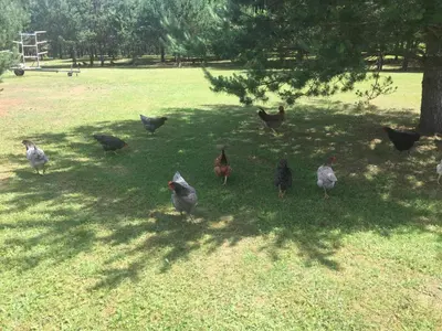 a group of chickens walking in the grass in a field at Economy rooms for 2-4 people in Anykščiai