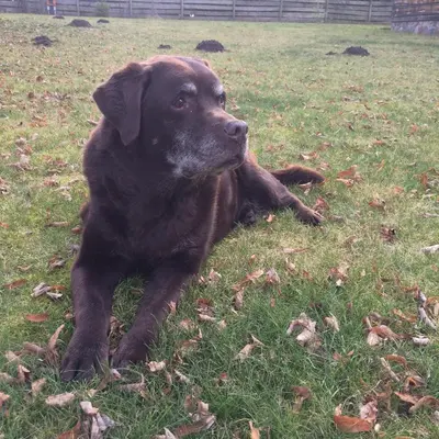 a brown dog laying on the grass in a field at Baublys Lake Lodge in Viktarinas