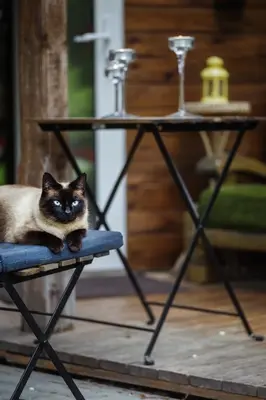 a cat sitting on a chair next to a table at Namelis prie Magnolijos in Druskininkai