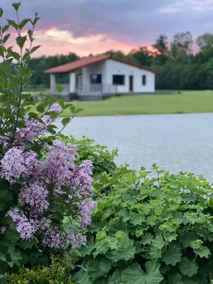 a house in the background with purple flowers in the foreground at Sodyba Pelėdų medus in Vainekoniai