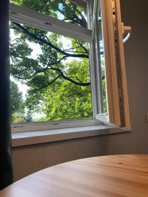a window with a view of a tree at 