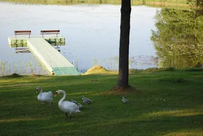 a group of ducks walking on the grass near a lake at Sodyba - Antalieptės marios in Zarasai
