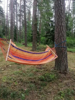 a hammock tied to a tree in the woods at NeriPaulis in Ažvinčiai