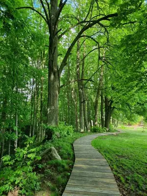 a wooden path through a park with trees at Stone house in Prapuntai