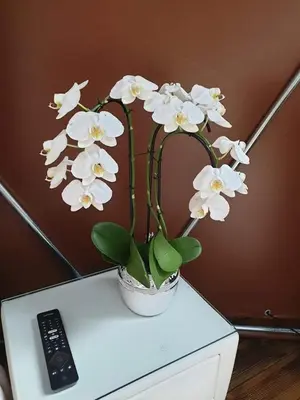 a vase of white flowers sitting on top of a table at kupolas in Šiauliai