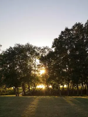 a group of trees with the sun shining through them at Vila Saulė in Sudeikiai