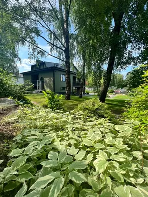 a house with a lot of green plants in the yard at 