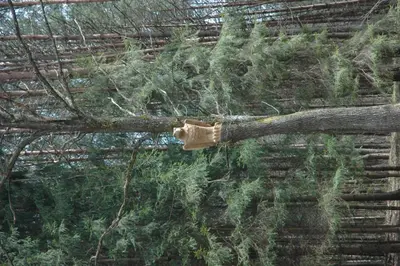 a tree branch with a bottle on it at Poilsio ir sveikatinimo sodyba Pušų Šlamesy in Vilnius