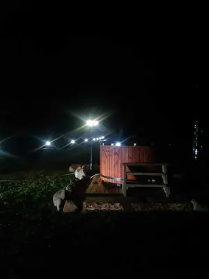 a couple of animals laying next to a bench at night at Kaimo turizmo sodyba Stromelė in Baltriškės