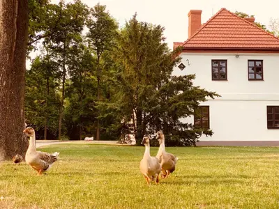 four geese walking in a field in front of a house at Botanical Manor Apartment in Kaunas