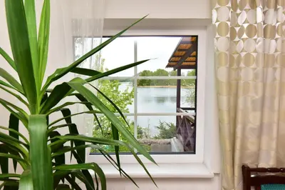 a potted plant sitting in front of a window at Augutės Zurlienės apartamentai in Trakai