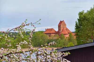 a castle in the distance with a tree with pink flowers at Augutės Zurlienės apartamentai in Trakai