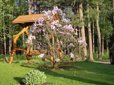 a tree with pink flowers in front of a bench at Apartamentai Šilas in Druskininkai