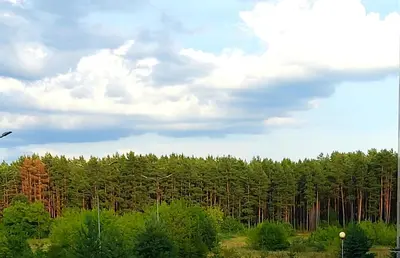 a forest filled with lots of trees under a cloudy sky at Studio Ligita near Egle in Druskininkai