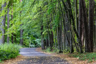 a road through a forest with trees at Studio Ligita near Egle in Druskininkai