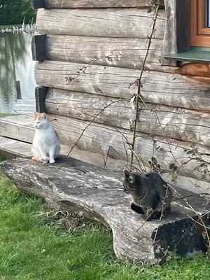 two cats sitting outside of a house at Gintaro sodyba in Lazdijai