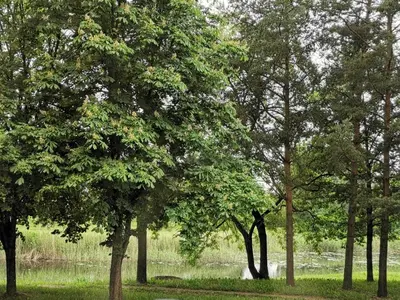 a group of trees in a park with a body of water at Upės apartamentai in Biržai