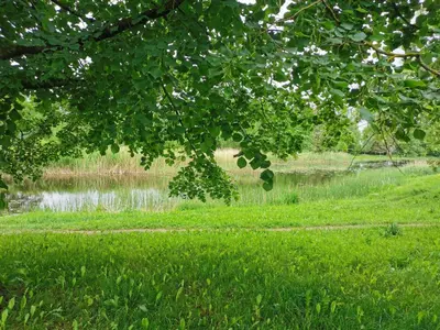 a body of water with grass and a tree at Upės apartamentai in Biržai