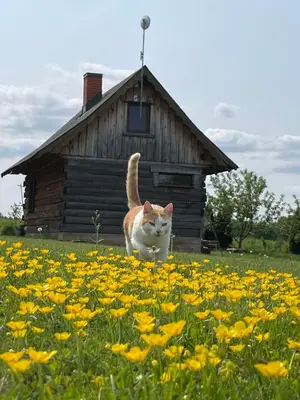 a cat standing in a field of flowers in front of a house at Gintaro pirtelė in Lazdijai