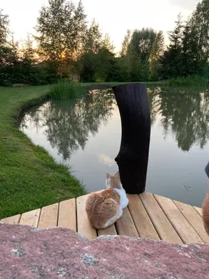 a cat laying on a wooden table near a body of water at Gintaro pirtelė in Lazdijai