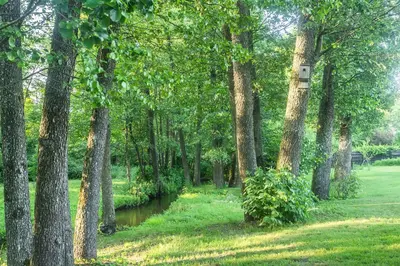 a group of trees with a stream in a park at Super Sodyba in Pamusiai