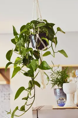 a plant in a hanging basket on a table at Central Park Apartment Birštonas in Birštonas