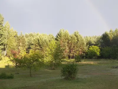a field with trees in the middle of a field at Piglet house in Alytus