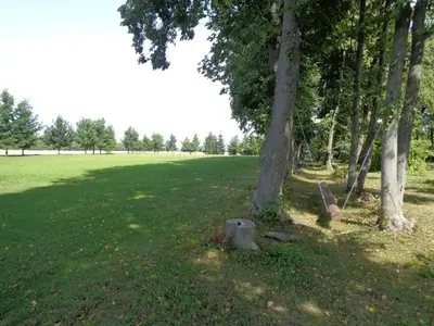 a tree in the middle of a grass field at Sodyba Skardupiai in Vidgiriai