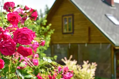 a bunch of pink roses in front of a house at Sodyba “Rita” in Mėčiūnai