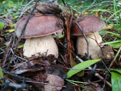 a group of mushrooms in the grass at Likimo ratas in Paliepis