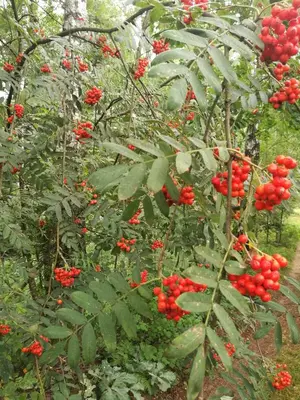 a bunch of red berries on a tree at Likimo ratas in Paliepis