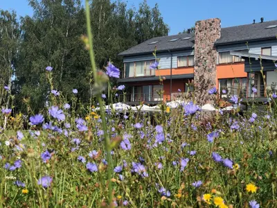 a field of purple flowers in front of a house at Vingis in Marijampolė