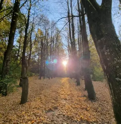 a forest with the sun shining through the trees at Žuvininkų pirtelė in Šiauliai