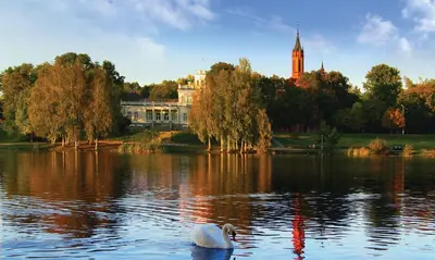 a swan swimming in a lake in front of a building at Apartment in Druskininkai City Centre in Druskininkai