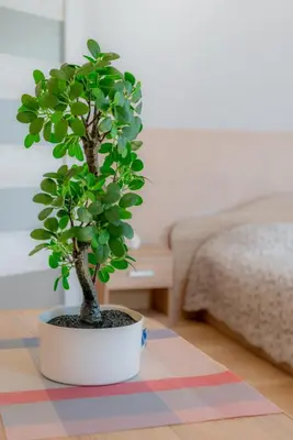 a small tree in a white pot on a table at Jaukus svečių namelis in Druskininkai