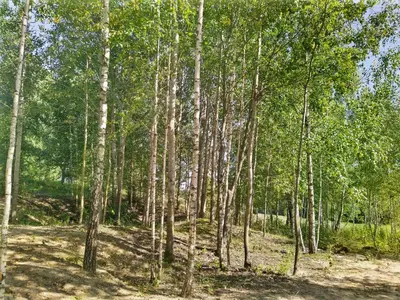 a wooded area with tall trees in a field at Riešutynė in Gražuliai