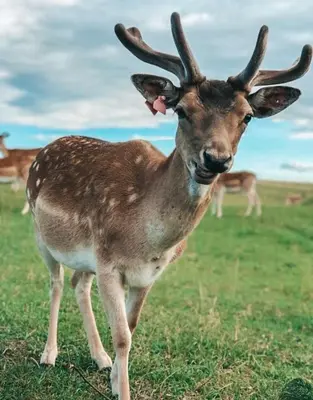 a deer standing in a field with other animals in the background at Laukupės sodyba in Rokiškis