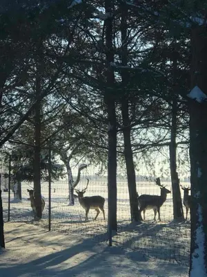 a group of deer standing behind a fence at Laukupės sodyba in Rokiškis