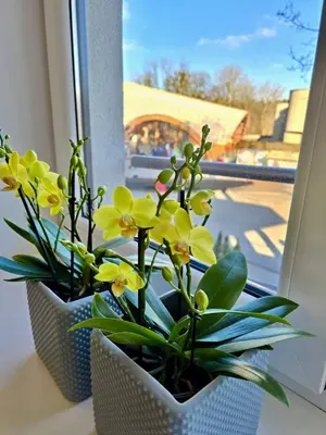 two vases with yellow flowers sitting on a window sill at Alėjos Apartmentai Comfort in Druskininkai