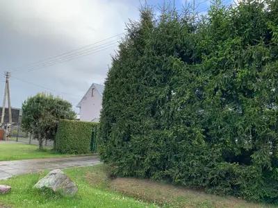 a large green bush in a yard with a rock at Green house Ramuciai in Ramučiai