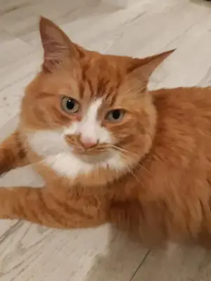 an orange and white cat laying on the floor at Cozy private room in a three room apartment Free parking Feel like at home in Vilnius