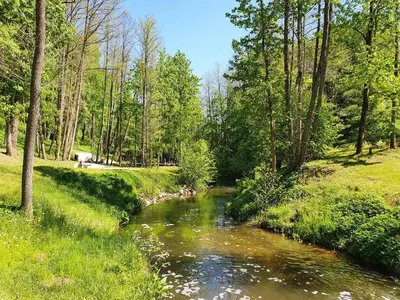 a stream in the middle of a field with trees at Apartamentai ŠERMUKŠNIS in Druskininkai