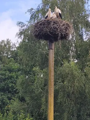 three birds sitting in a nest on top of a pole at Nuomojama sodyba Rokiškio rajonas , Aukštakalnių kaimas ,Ežero gatvė 2 in Kuosiai